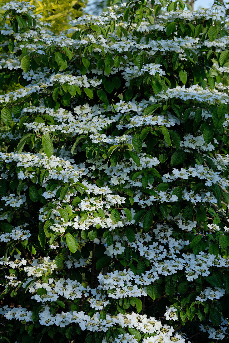 Viburnum plicatum Kilimandjaro