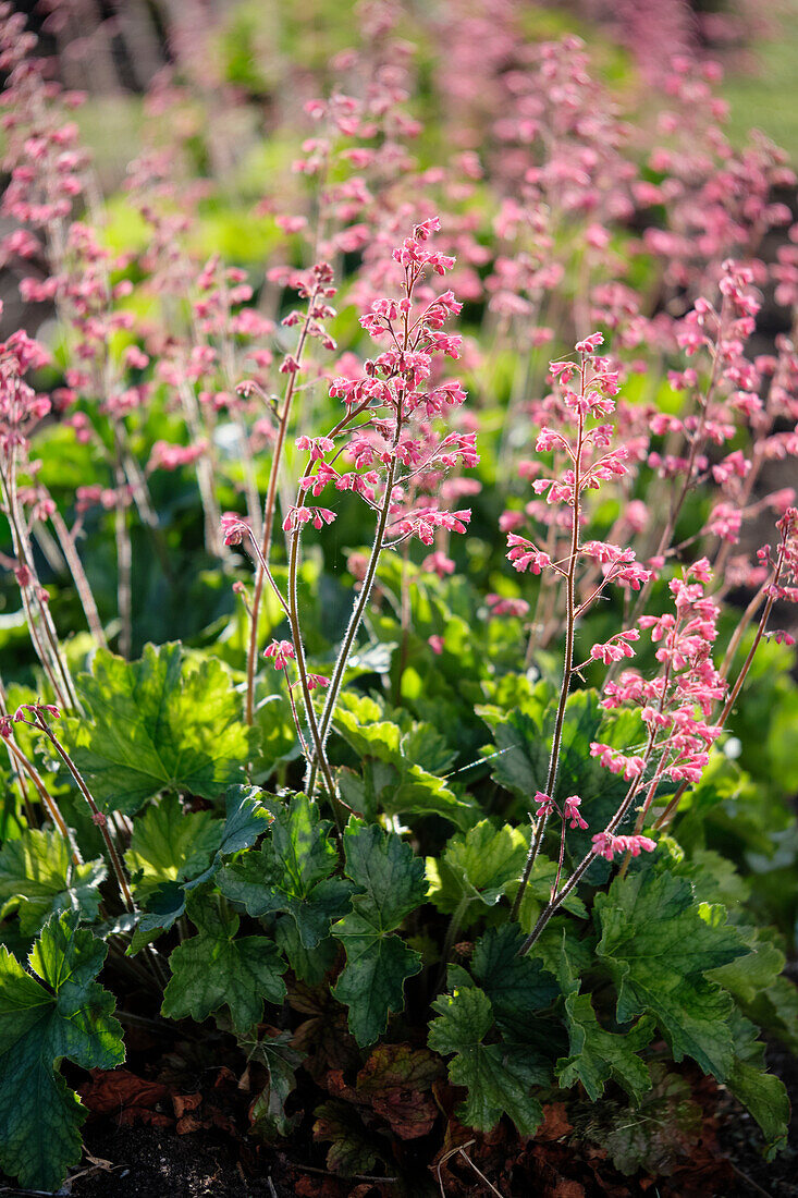 Heuchera Rex Peppermint