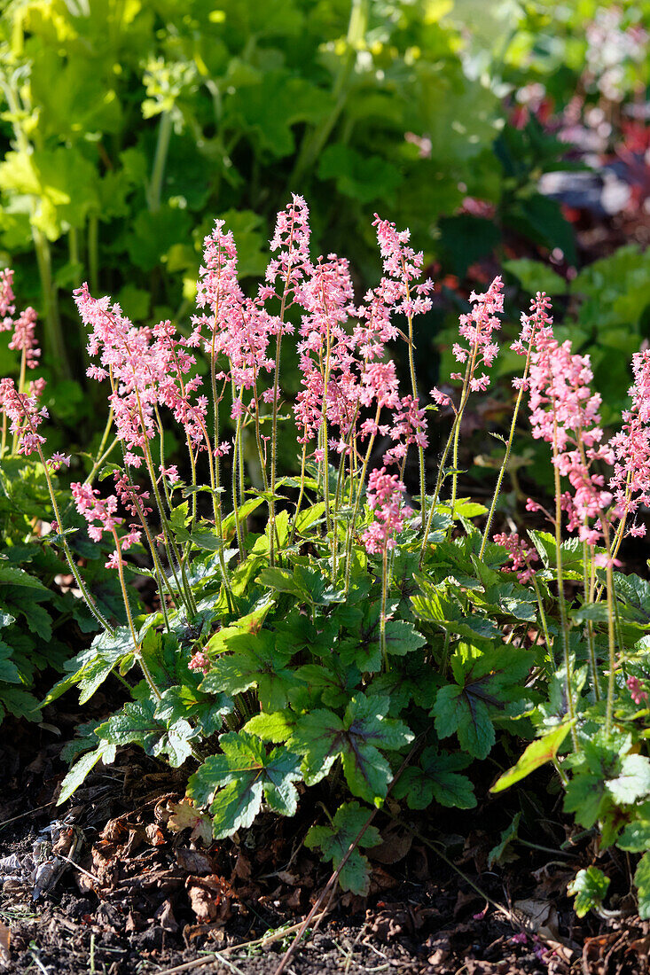 Heucherella Pink Revolution