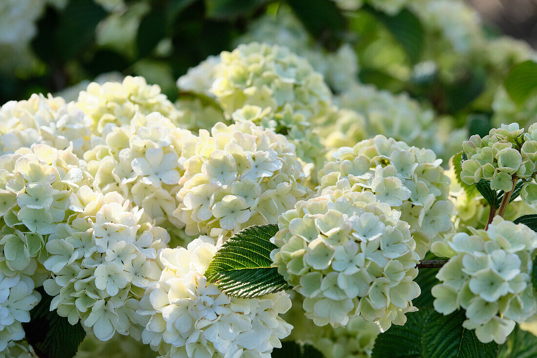 Viburnum