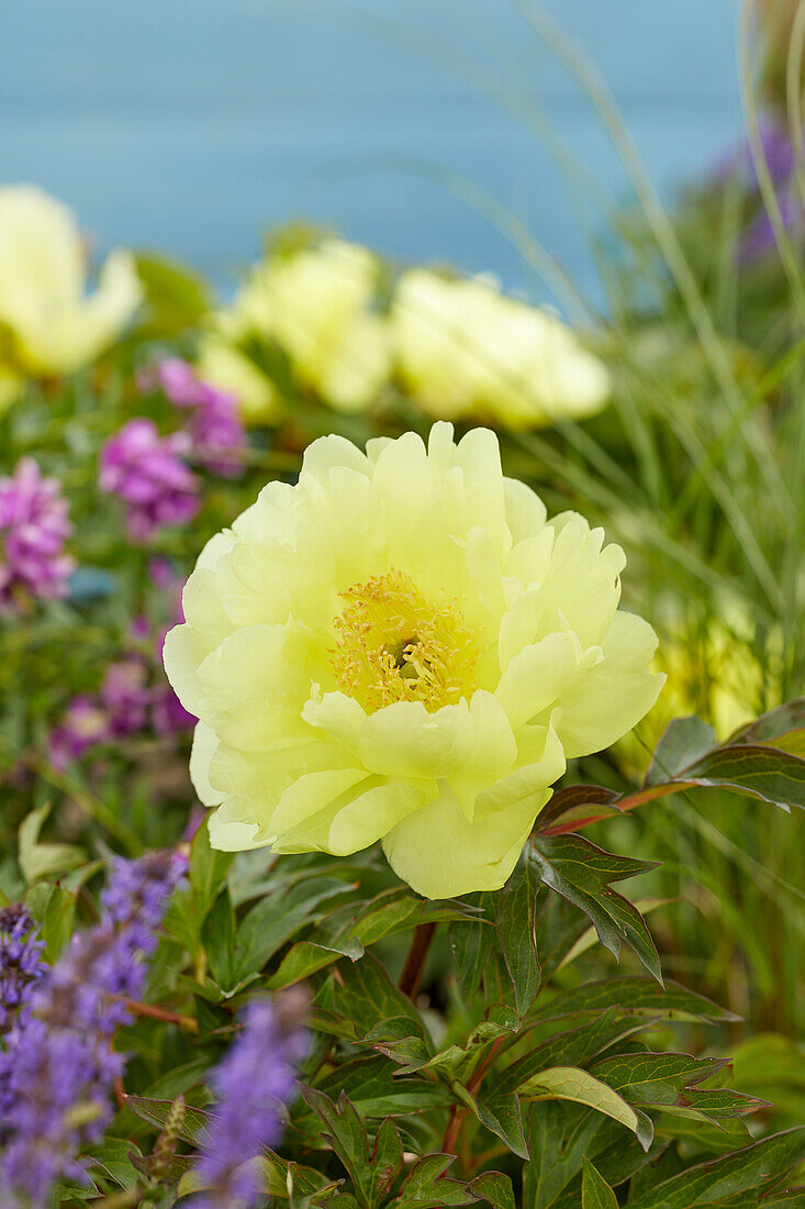 Pfingstrose (Paeonia) 'Yellow Doodle Dandy'