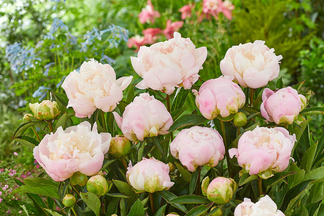 Paeonia Lady Alexandra Duff