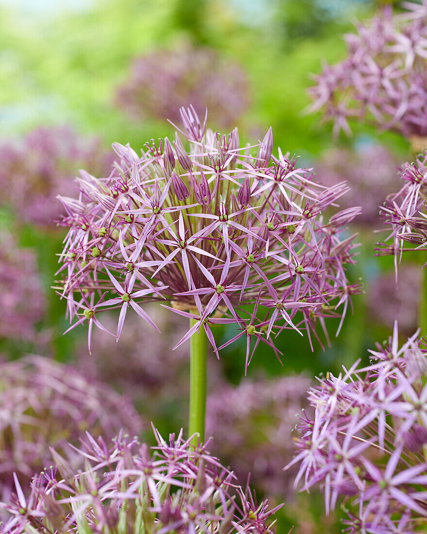 Sternkugel-Lauch (Allium cristophii)