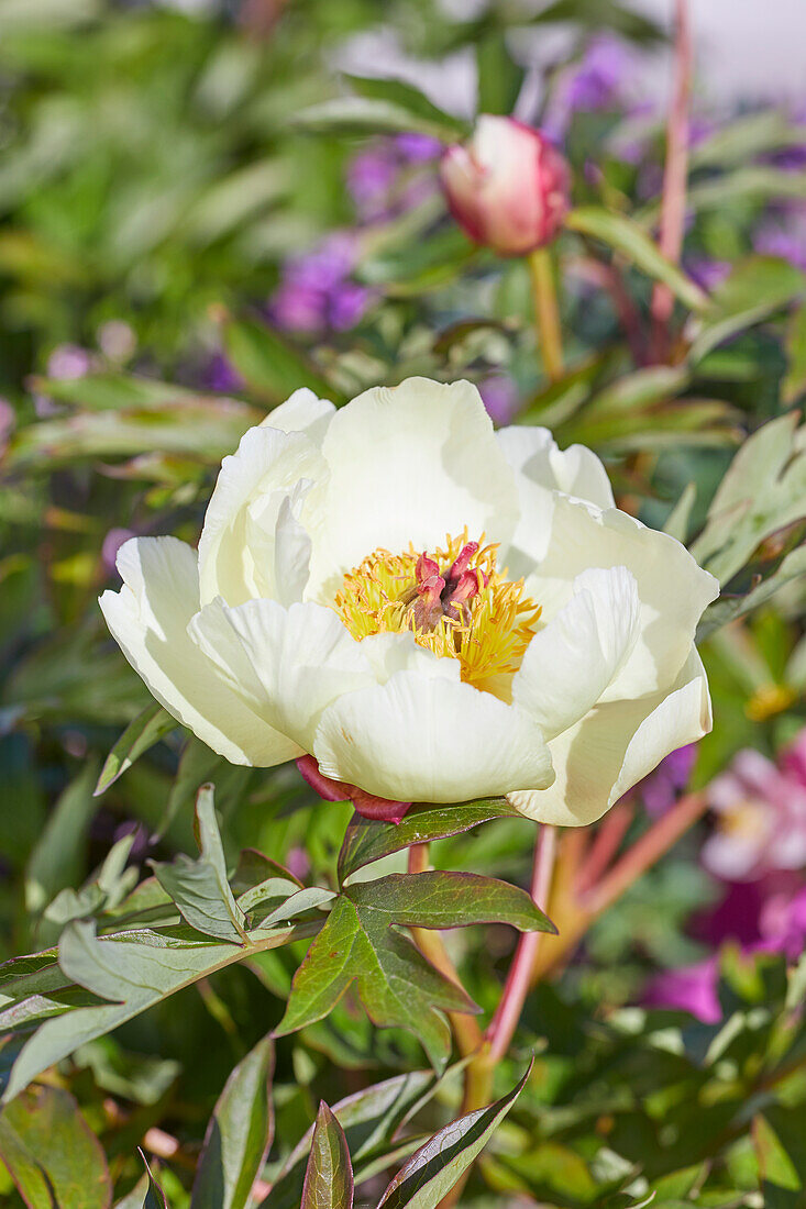 Paeonia Amy Jo