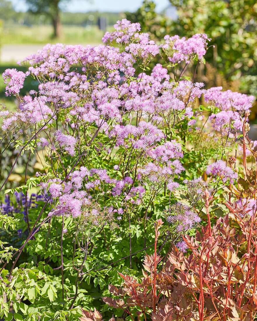 Thalictrum Black Stockings