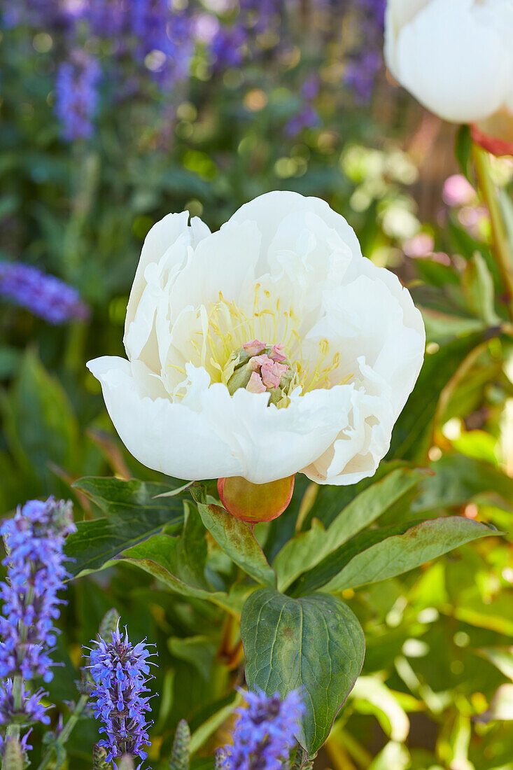 Paeonia Love Affair