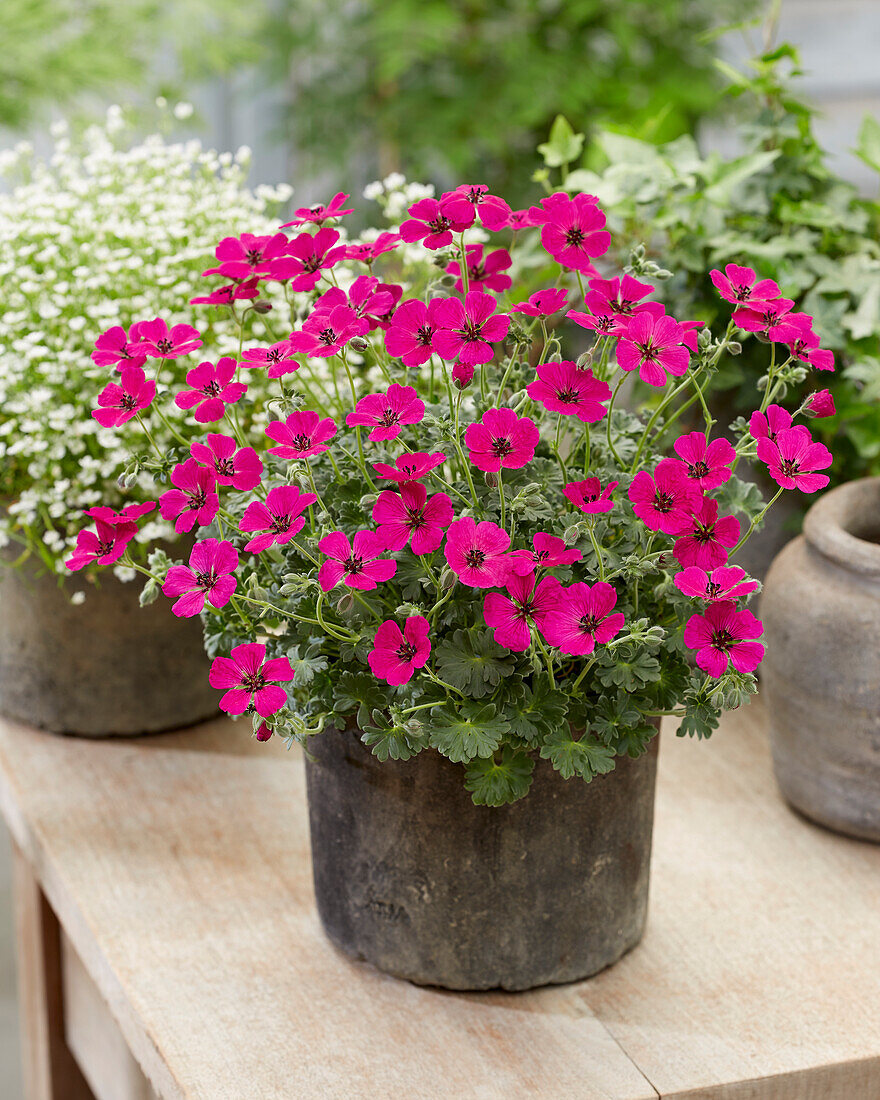 Geranium cinereum Jolly Jewel Red