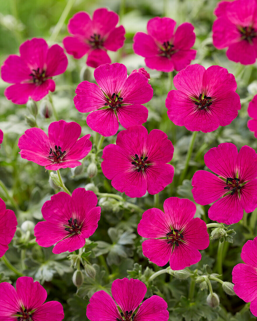 Grauer Storchschnabel (Geranium cinereum)'Jolly Jewel Red'