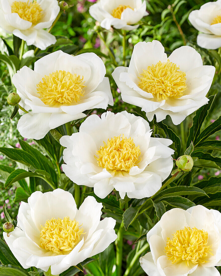 Paeonia Jan van Leeuwen