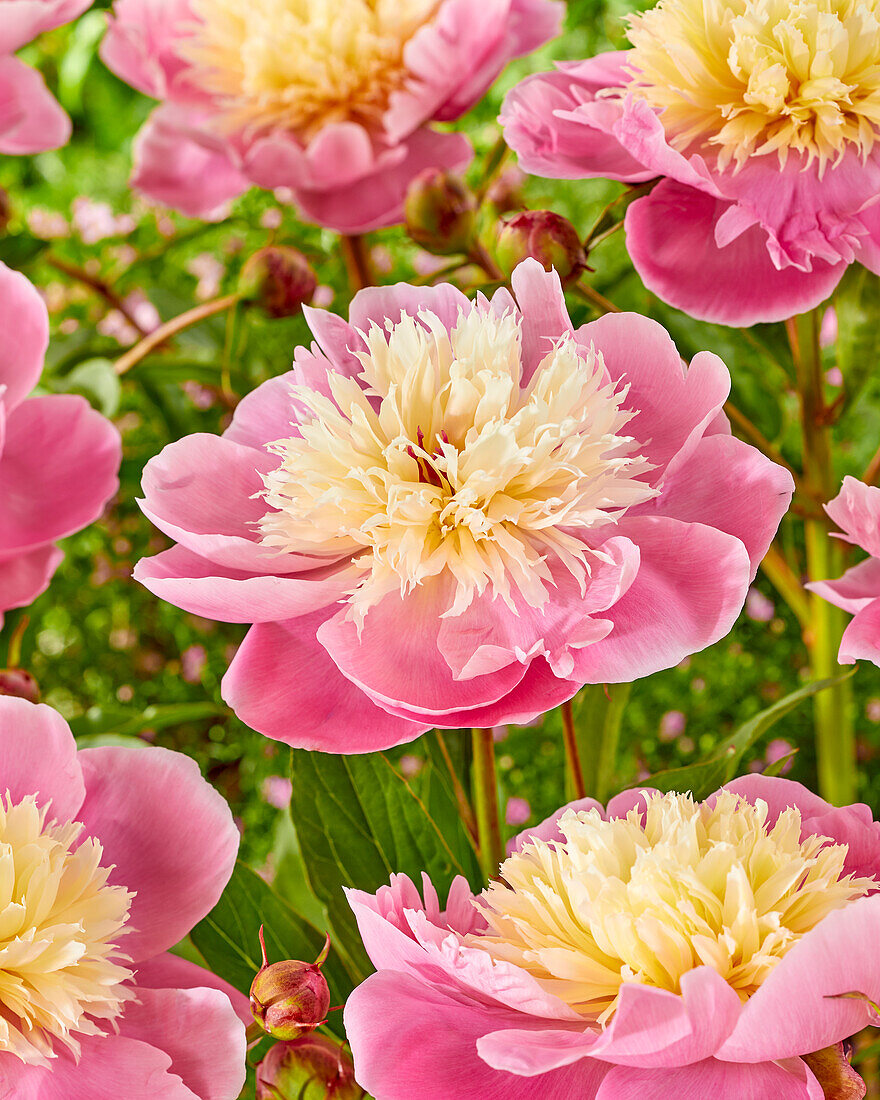 Paeonia Bowl of Beauty