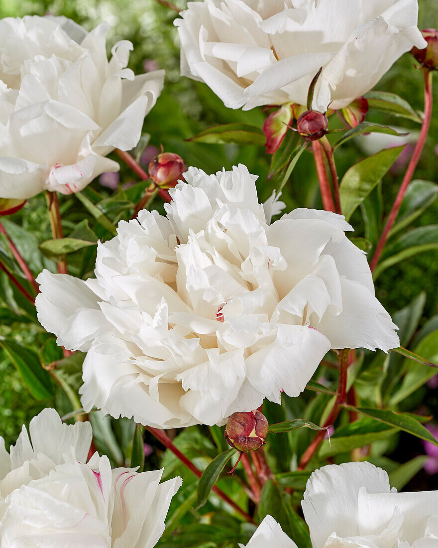 Paeonia Lois Kelsey