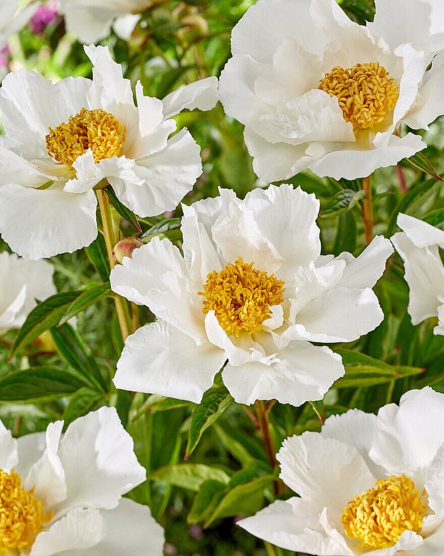 Paeonia Krinkled White