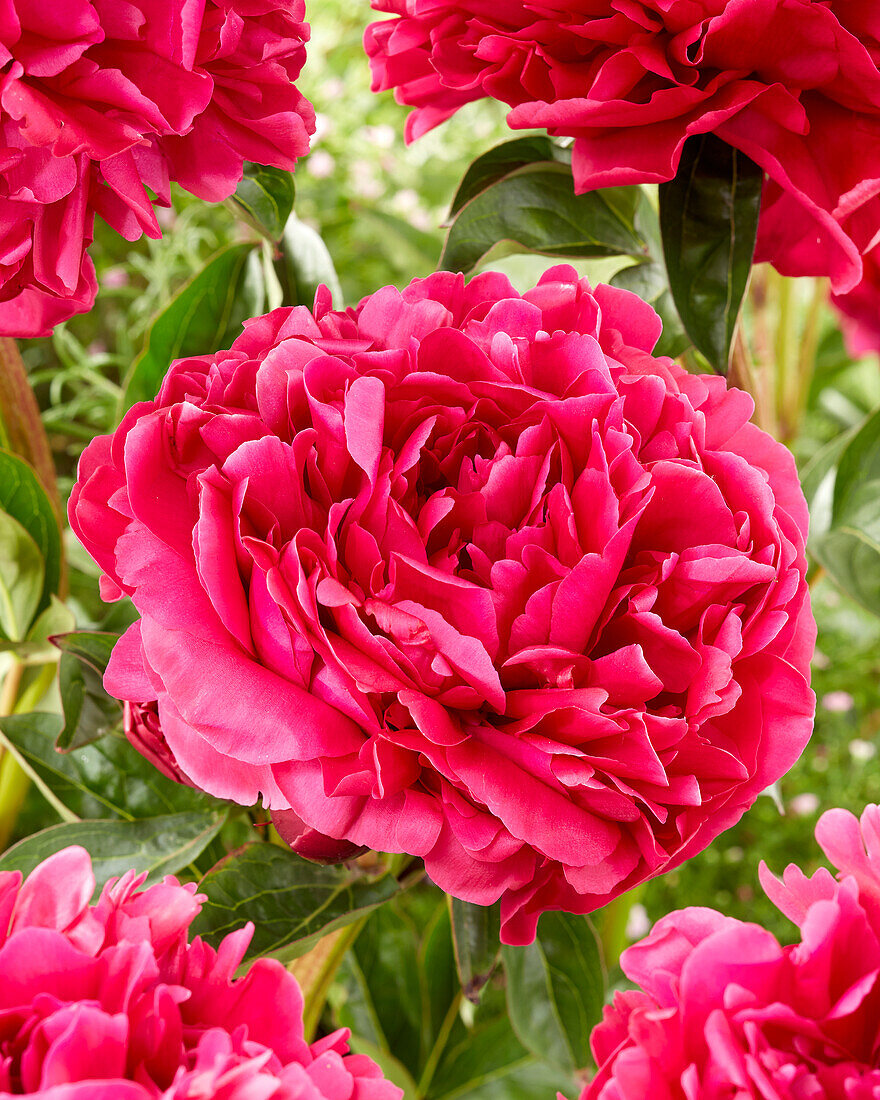 Paeonia Adolphe Rousseau