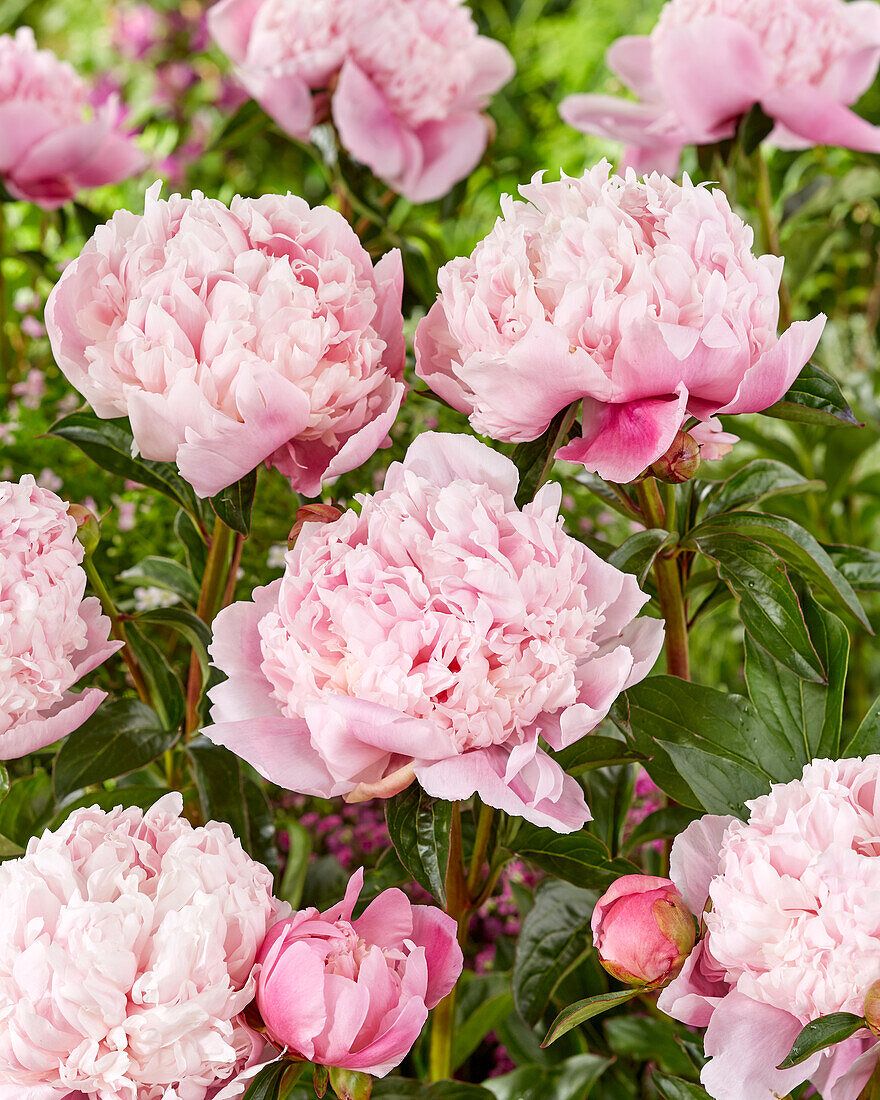 Paeonia Shirley Temple