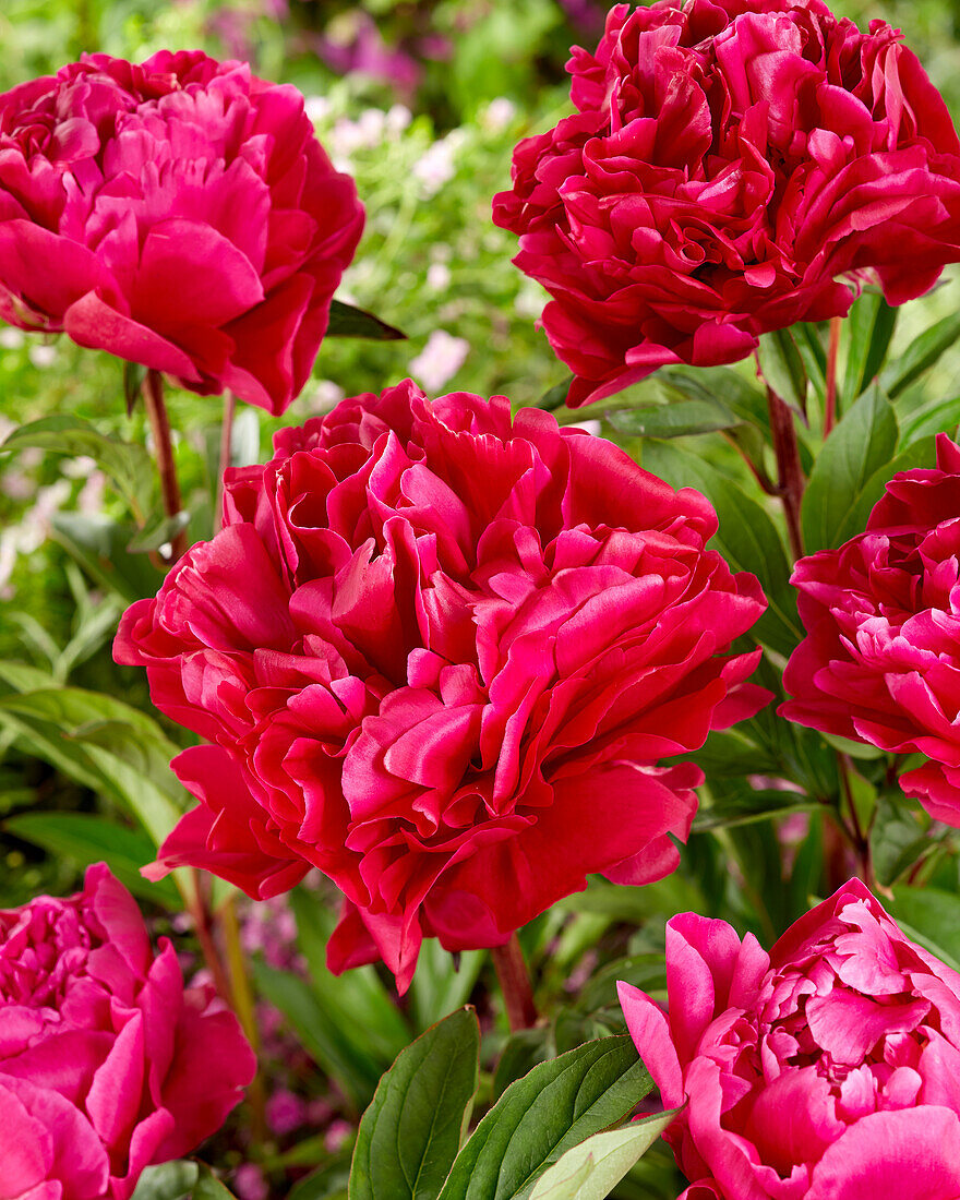 Paeonia Dr Greveaux