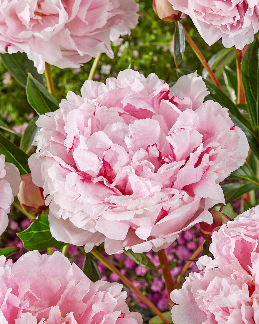 Paeonia Sarah Bernhardt