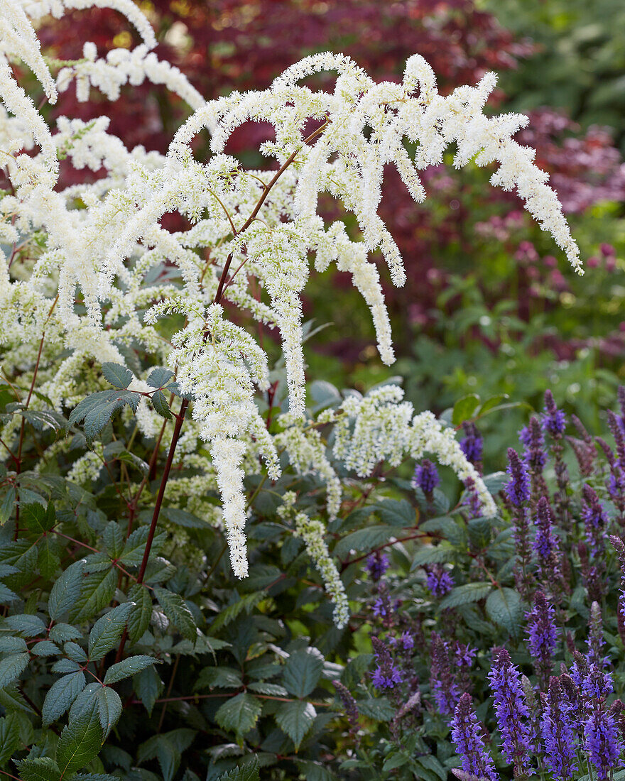 Astilbe japonica Moccochino