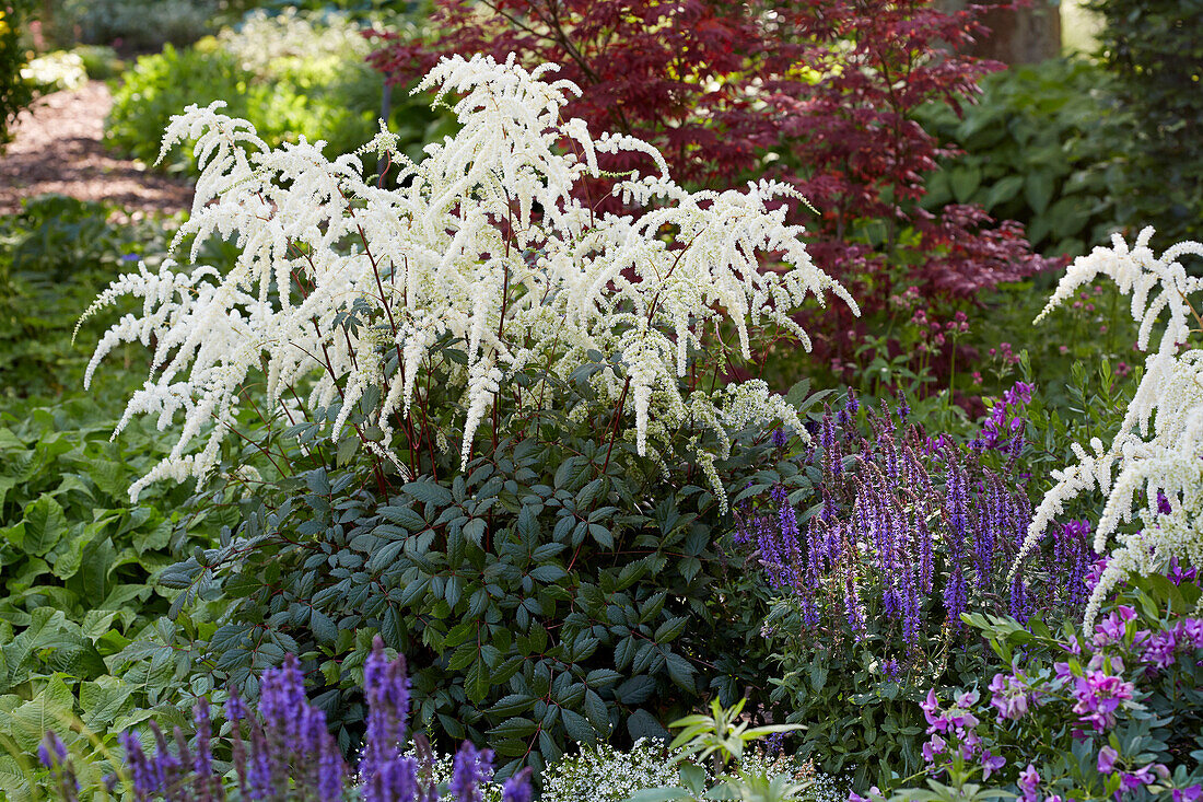 Astilbe japonica Moccochino