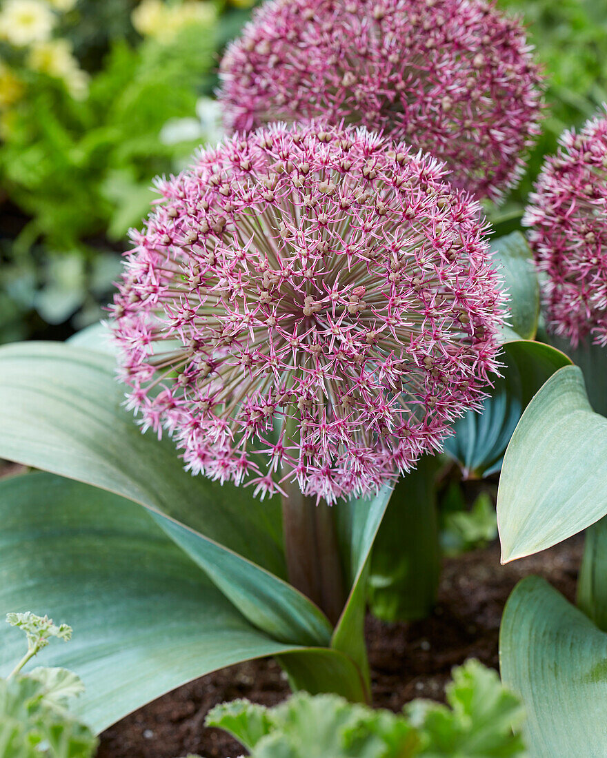 Allium T1