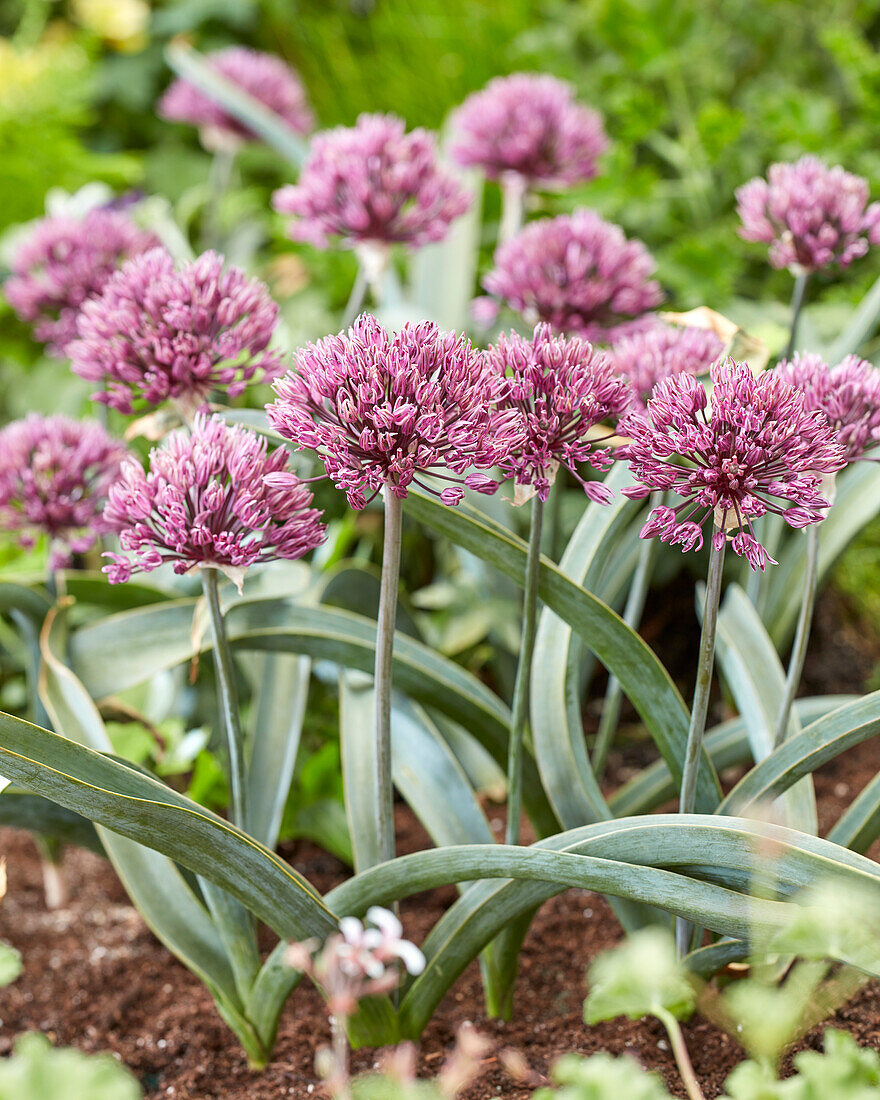 Allium Londen