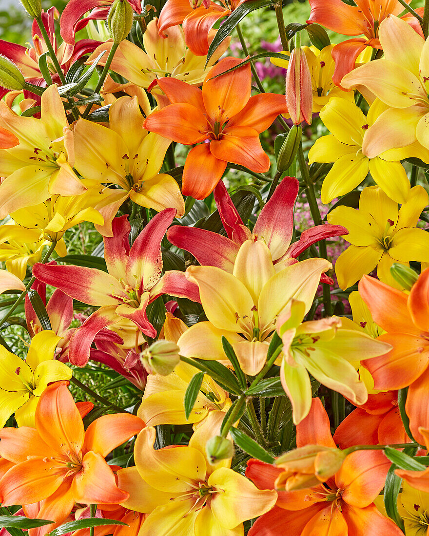 Lilium mix, asiatic pollen free