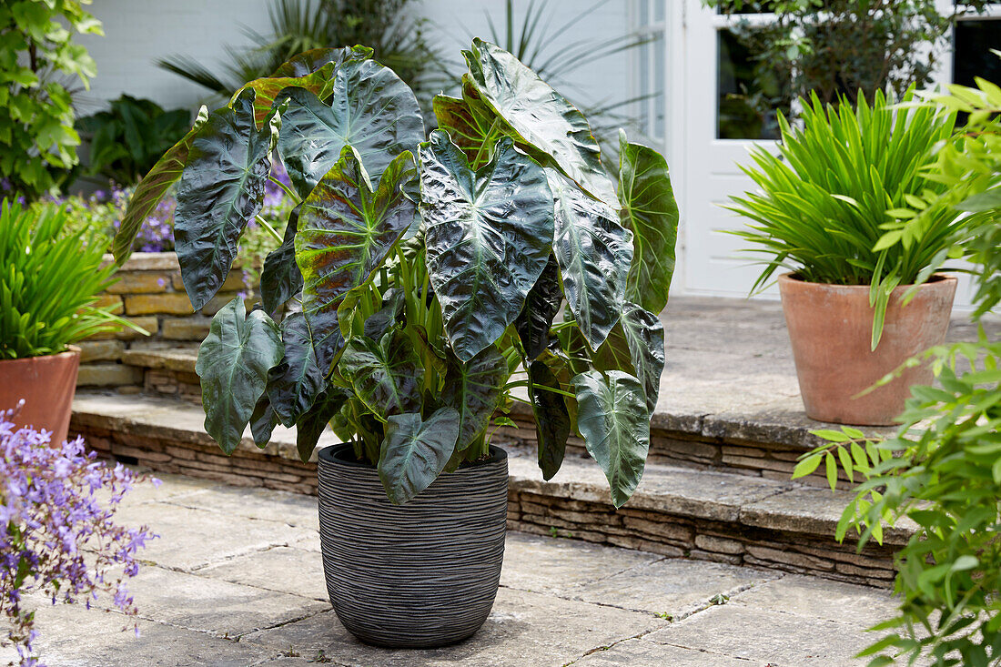 Colocasia esculenta Aloha