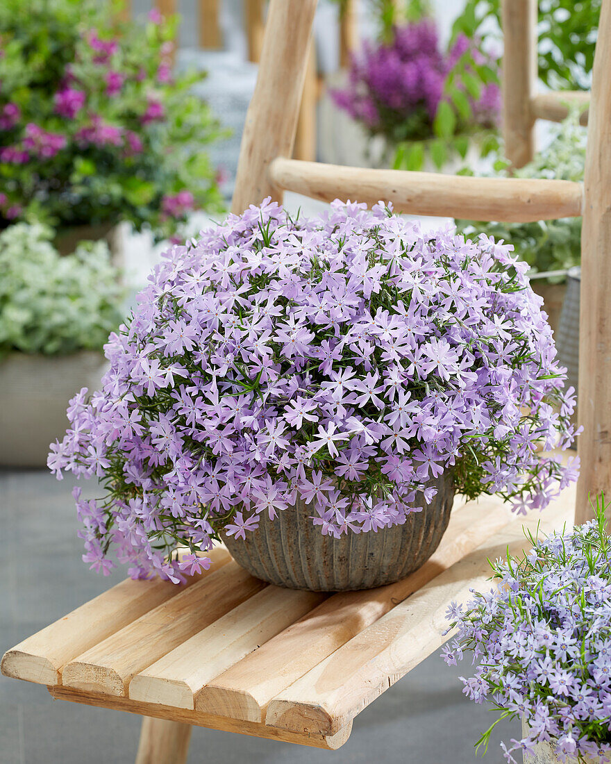 Flammenblume (Phlox) 'Bedazzled Orchid'