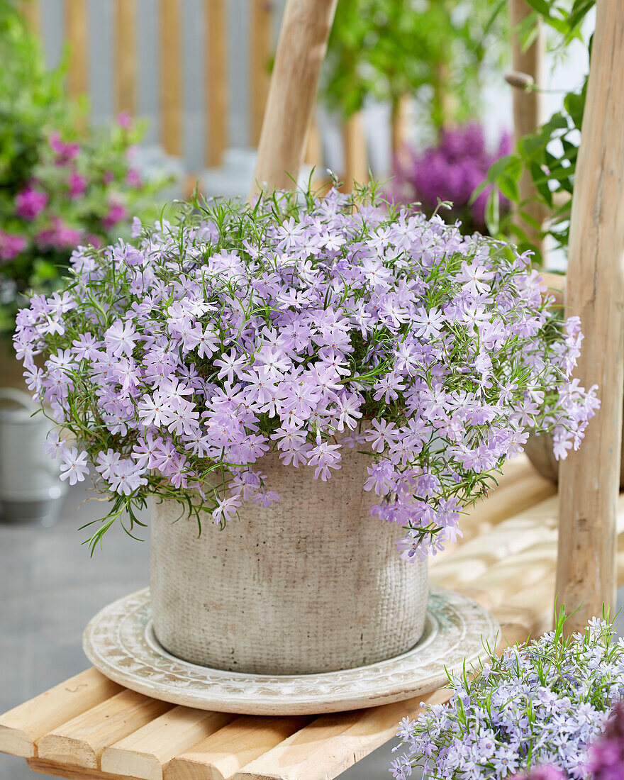 Phlox Bedazzled Lavender