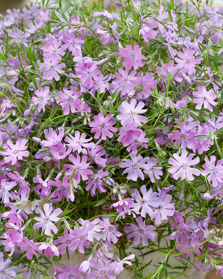 Flammenblume (Phlox) 'Bedazzled Pink'