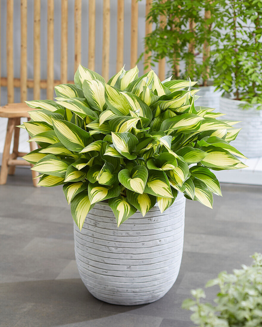 Hosta Tongue of Flame