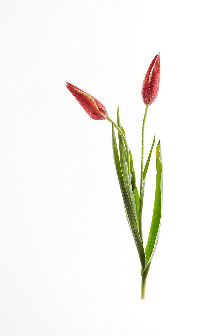 Tulipa