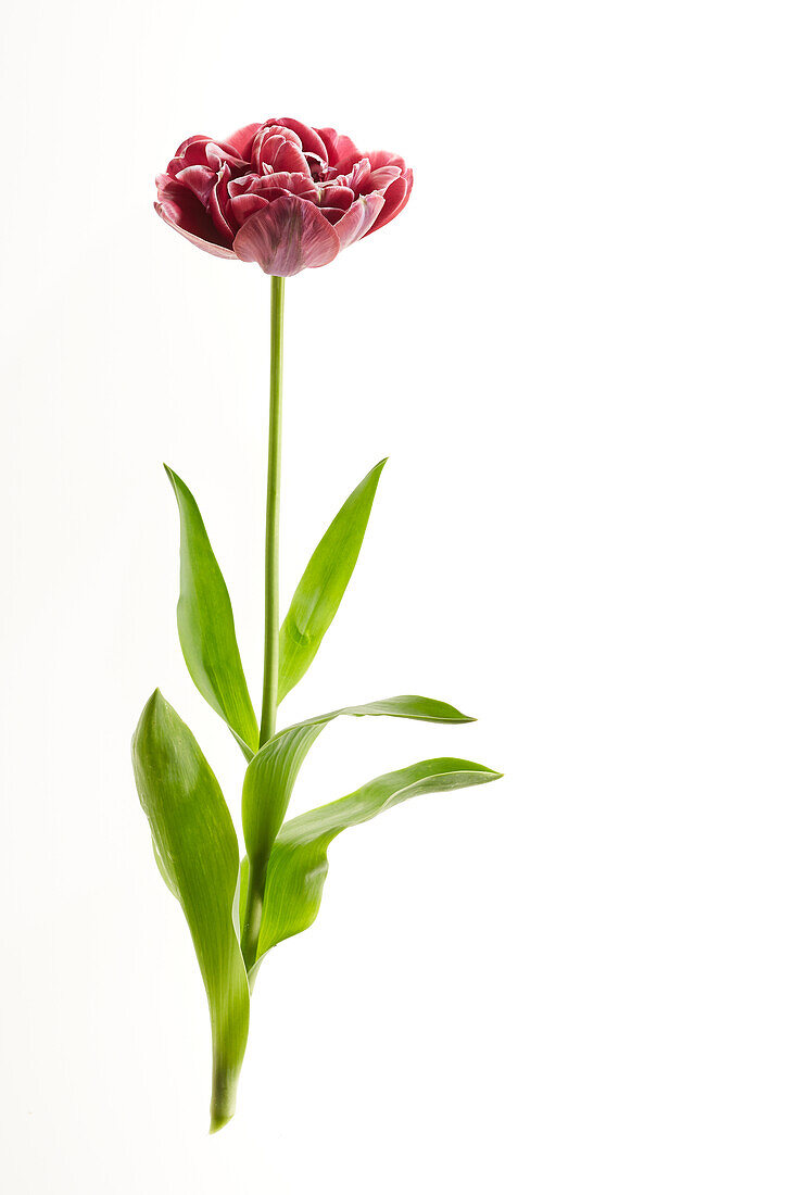 Tulipa