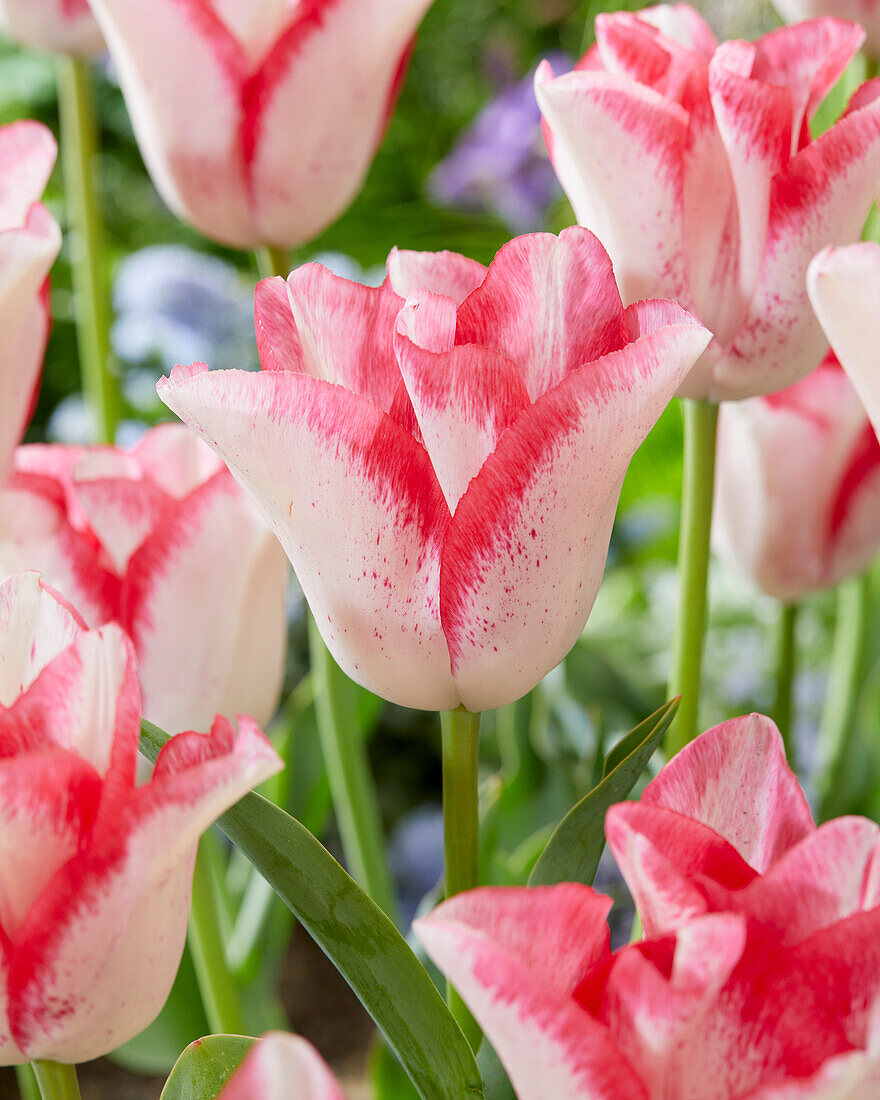 Tulpe (Tulipa) 'Beautytrend'