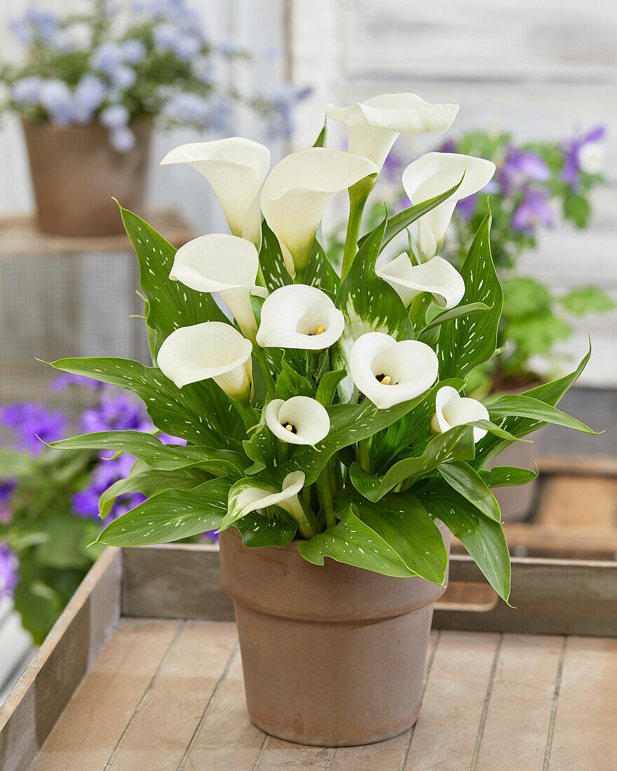 Zantedeschia Captain Lorenzo