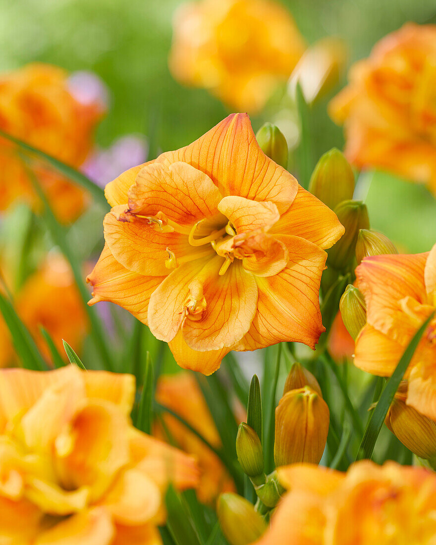 Hemerocallis Double Orange - 43247