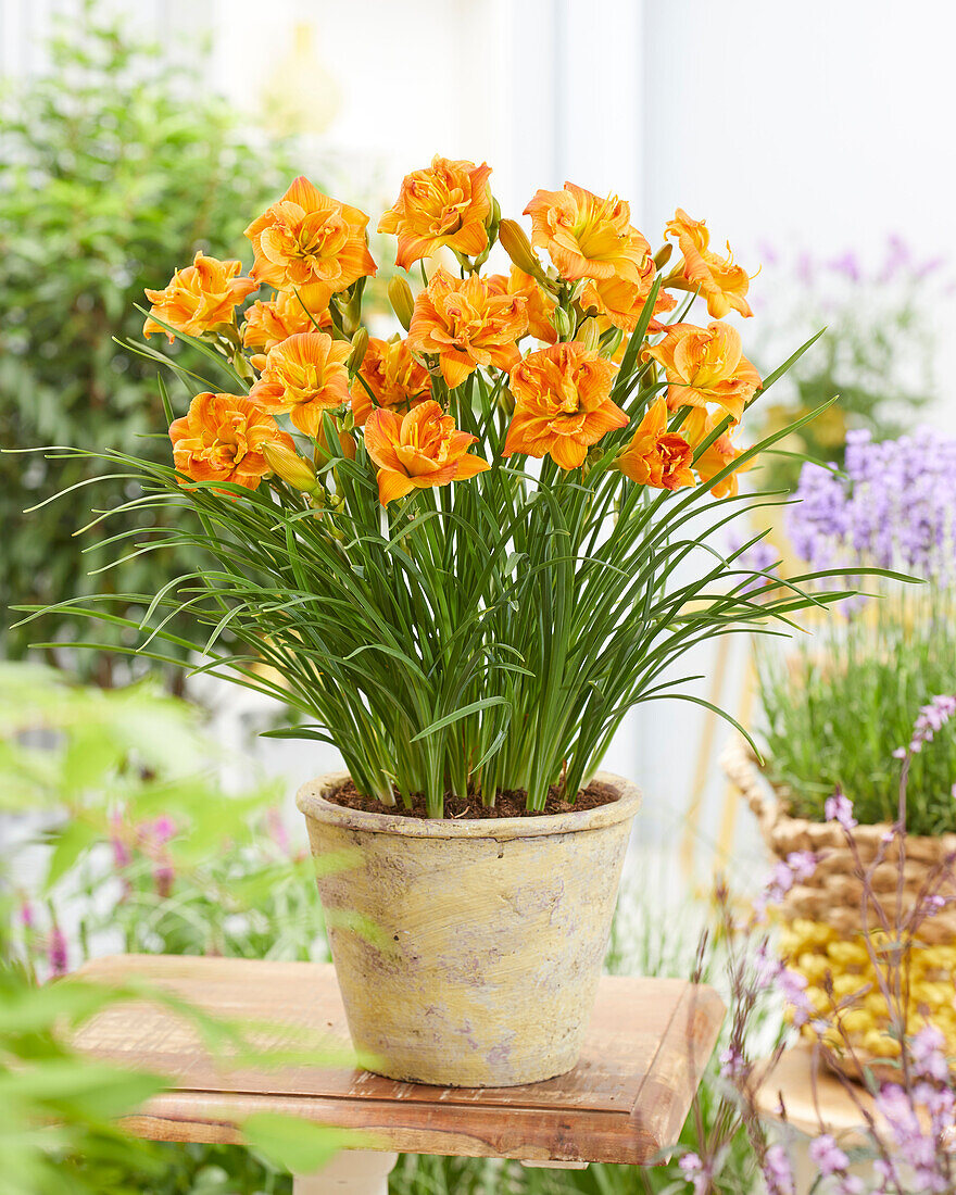 Hemerocallis Double Orange - 43247