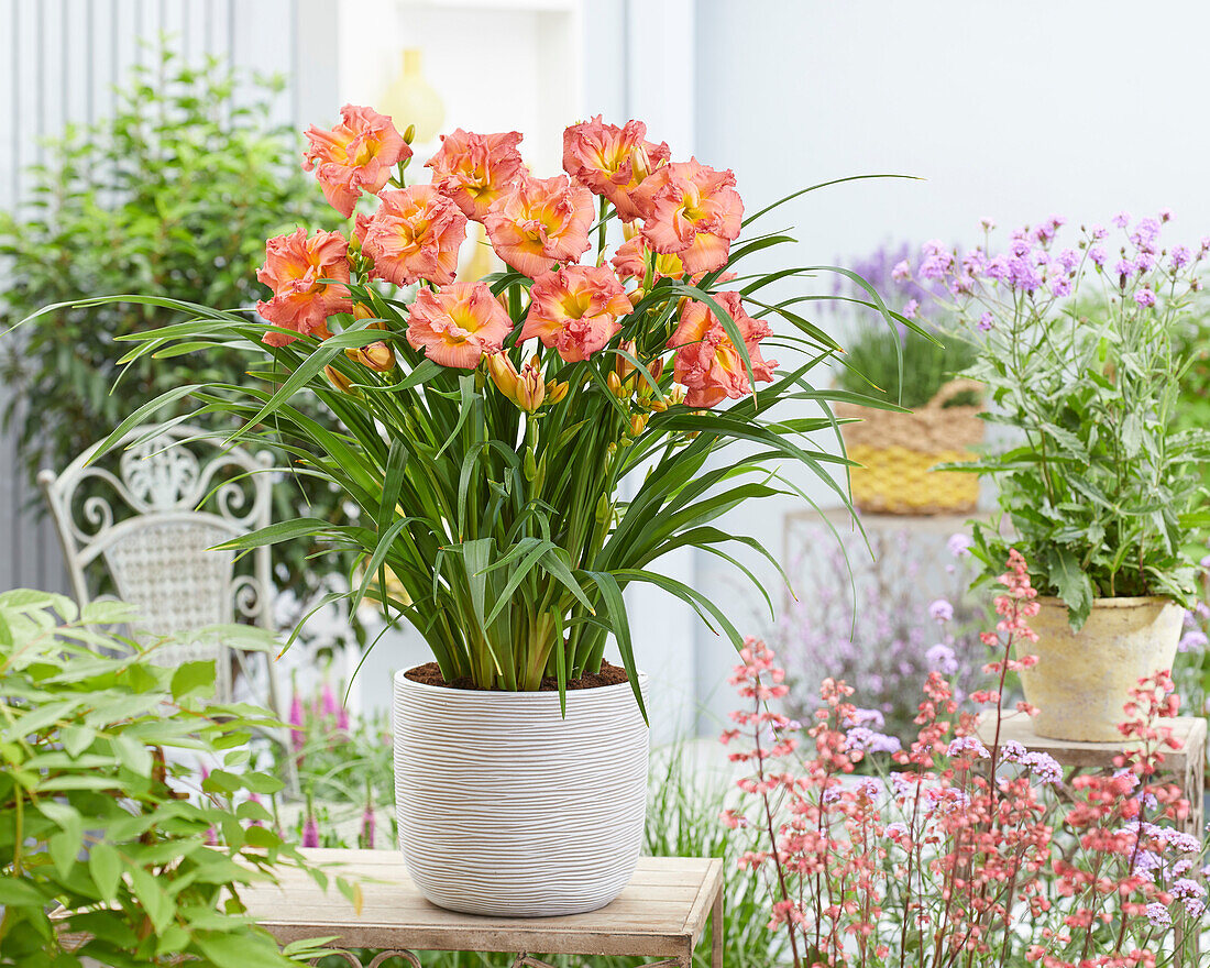 Taglilie (Hemerocallis) 'Double Rose - 43265'