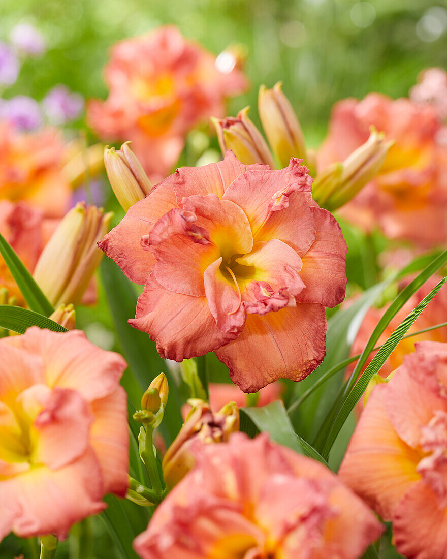 Hemerocallis Double Rose - 43265