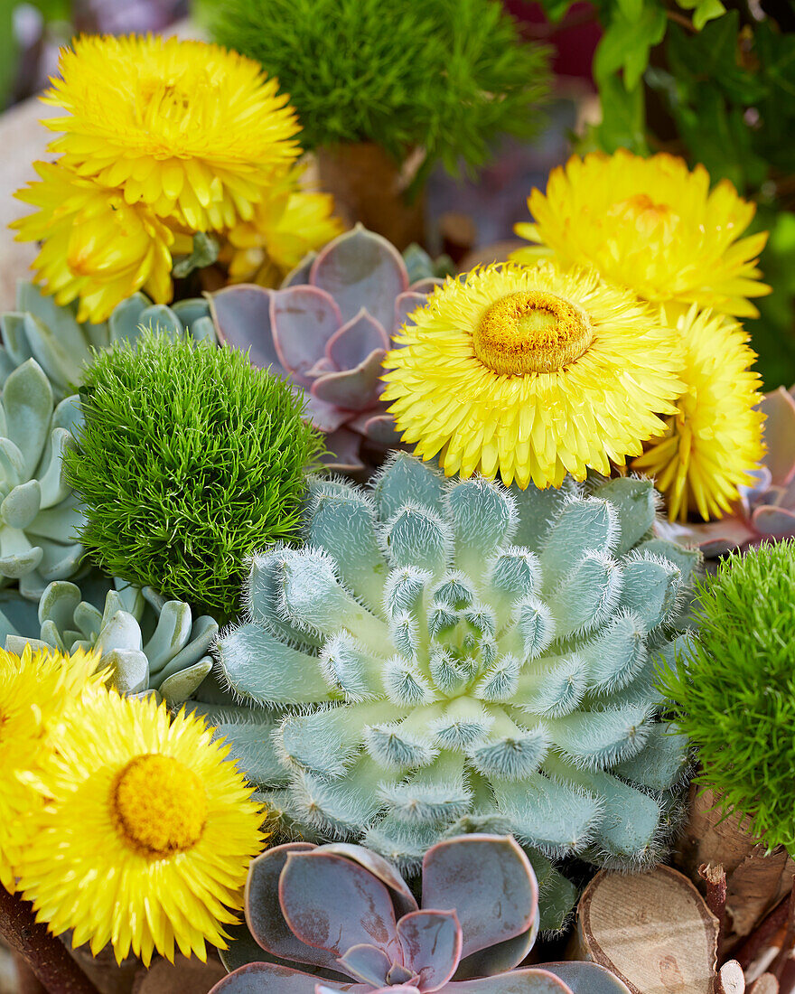 Arrangement mit Strohblume (Helichrysum) und Echeverie (Echeveria)