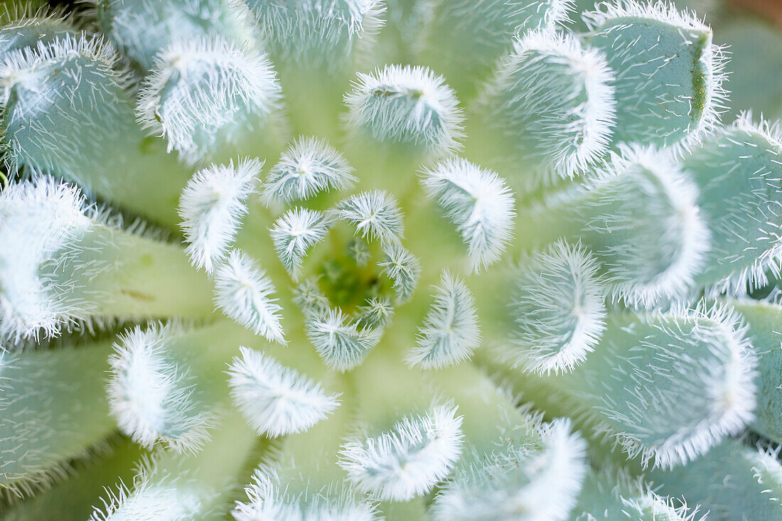 Echeveria