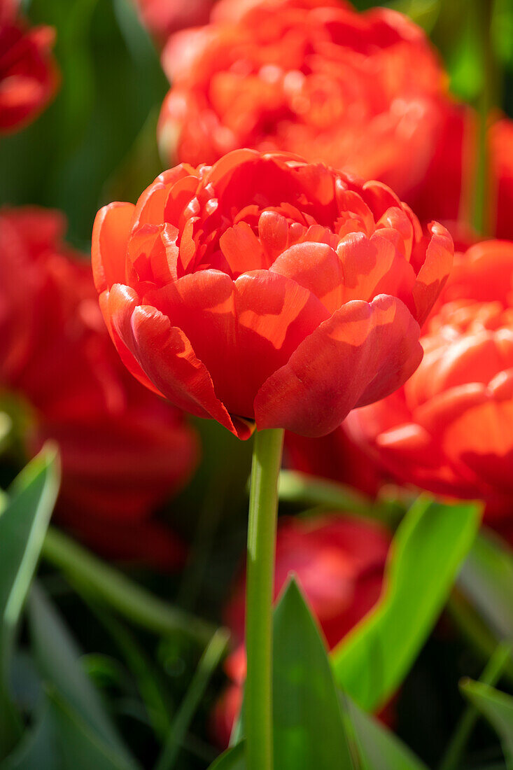 Tulipa Miranda