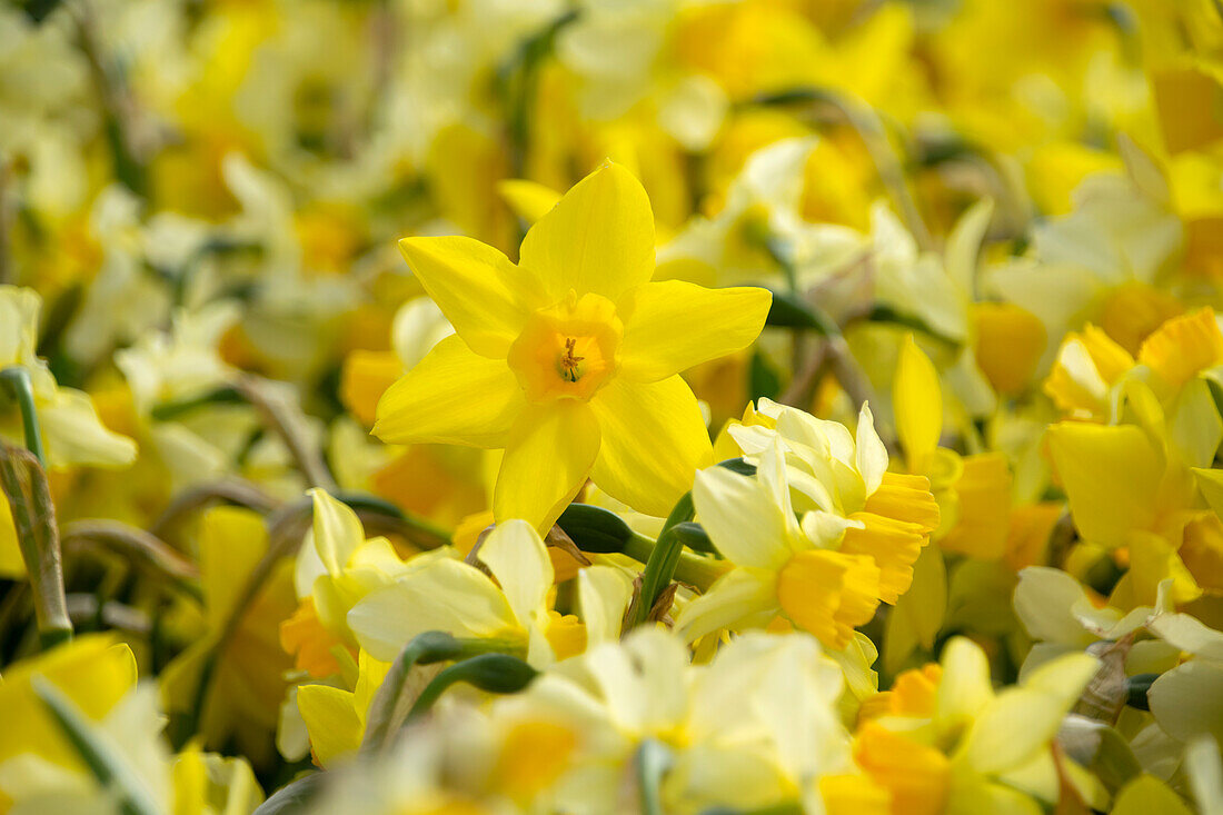 Verschiedene Narzissen (Narcissus)