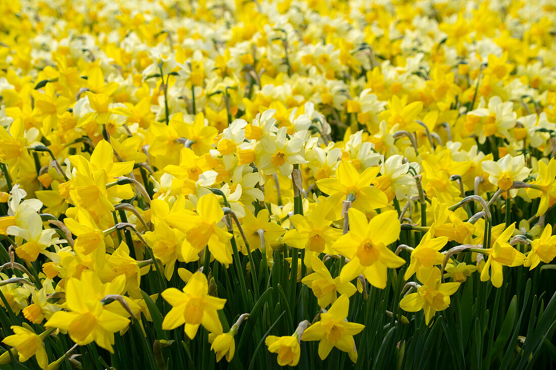 Verschiedene Narzissen (Narcissus)