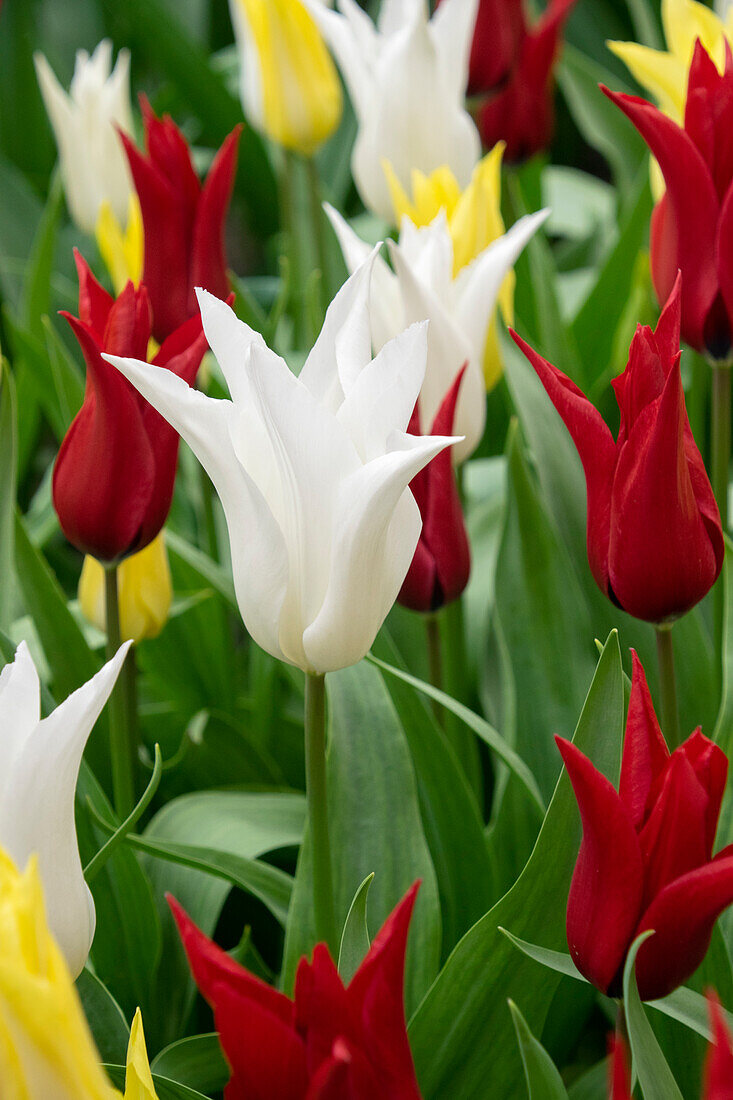 Tulpe (Tulipa) 'Tres Chic Festival ', Mischung