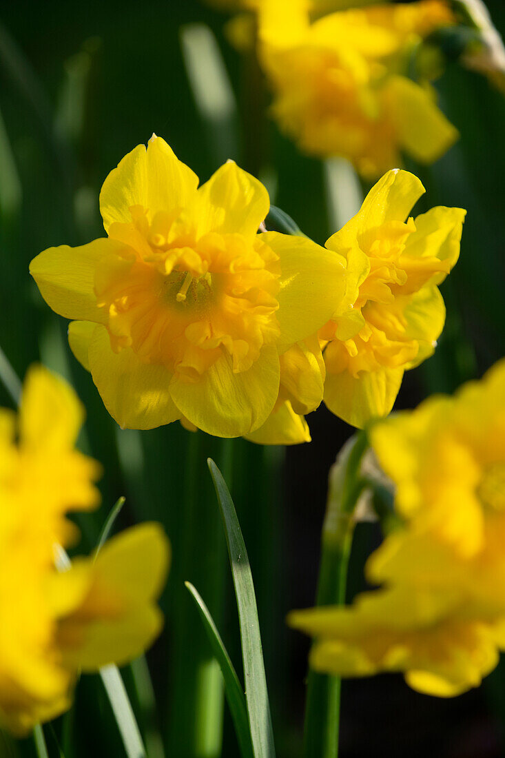 Narcissus Yellow Parrot