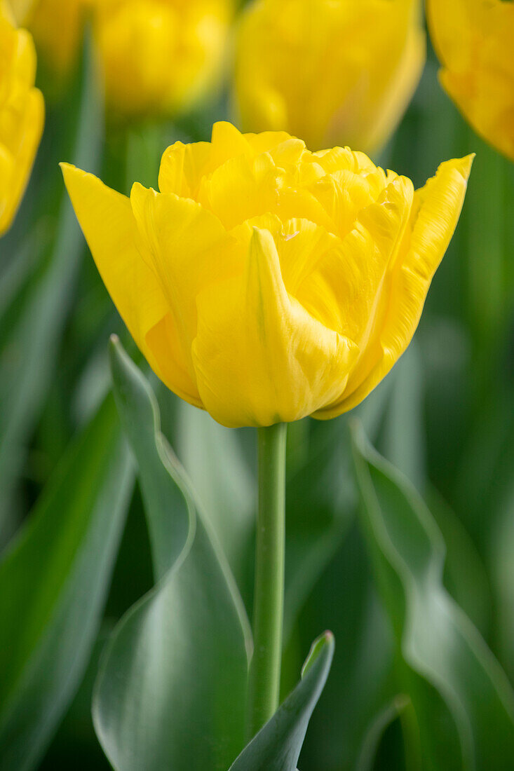 Tulipa Marie Jo