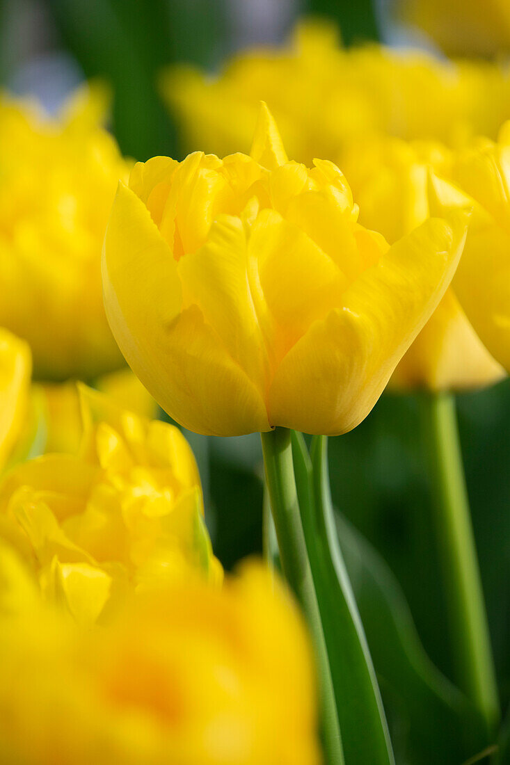 Tulpe (Tulipa) 'Marie Jo'