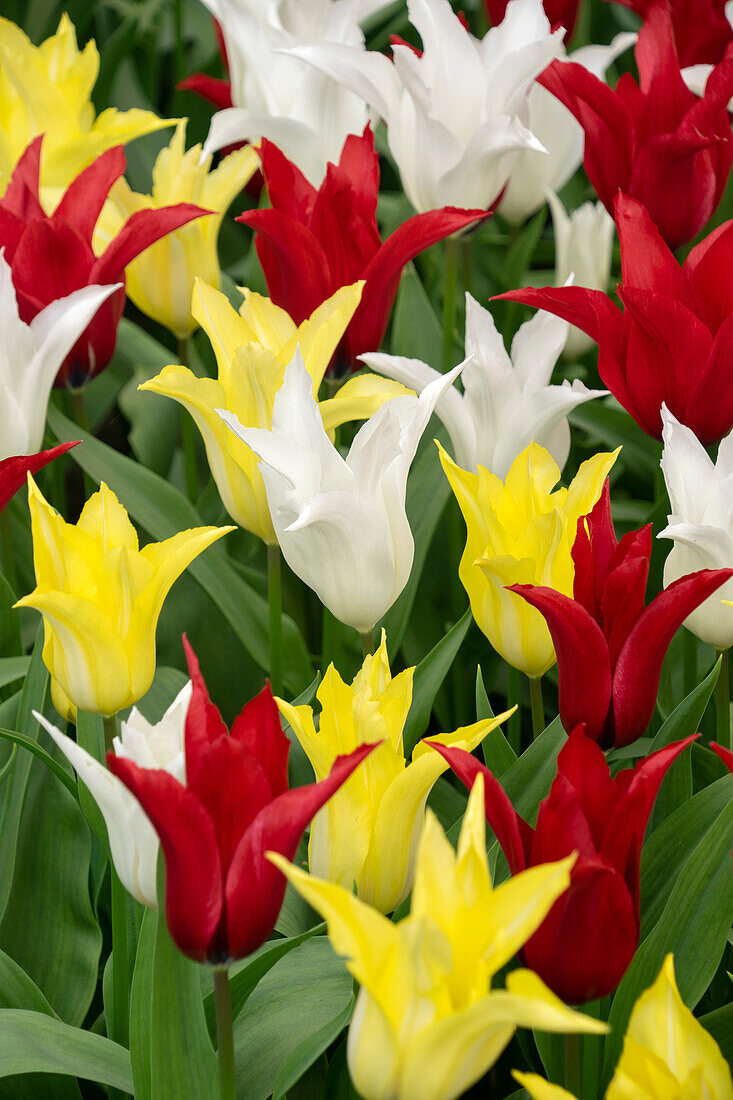 Tulipa Tres Chic Festival mix