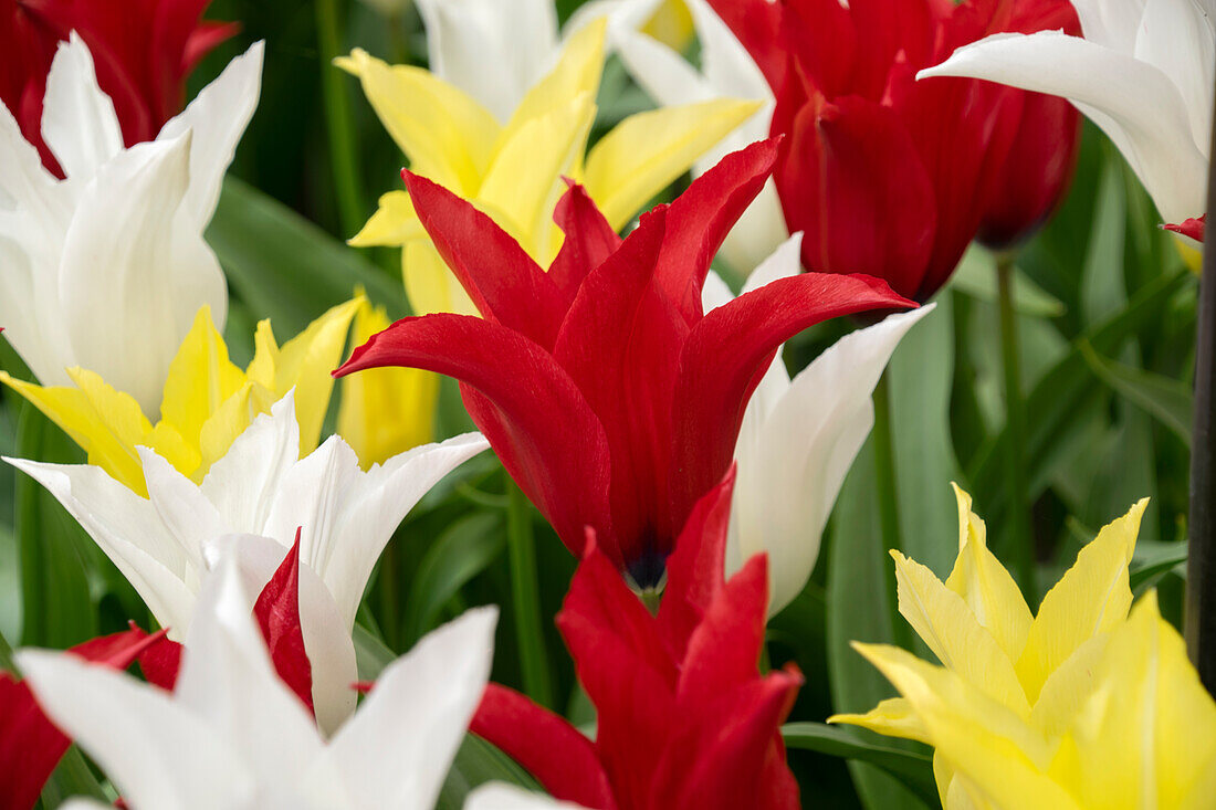 Tulipa Tres Chic Festival mix