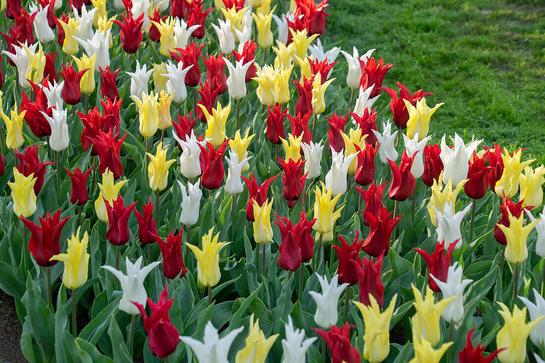 Tulpe (Tulipa) 'Tres Chic Festival ', Mischung